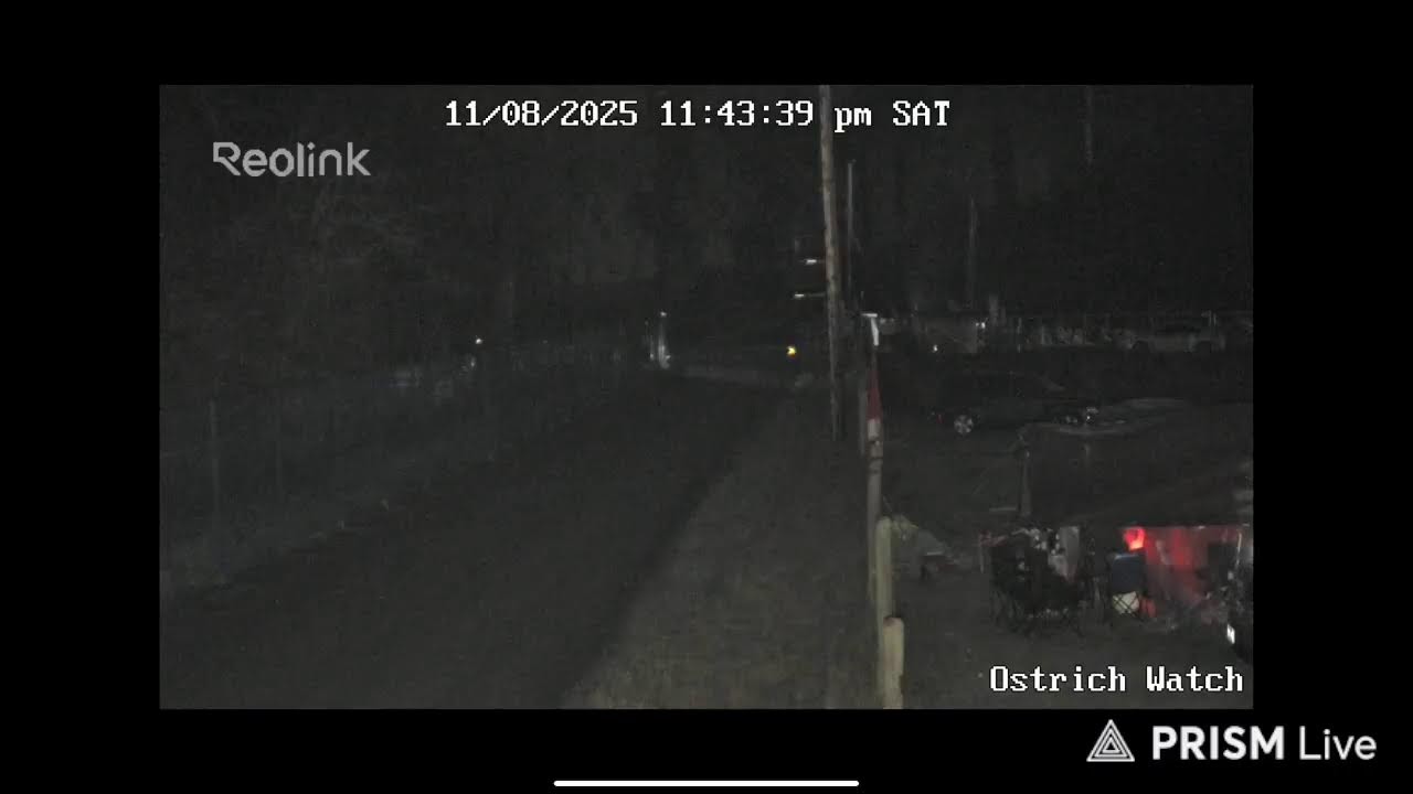 OneVapid's tweet card. Universal ostrich