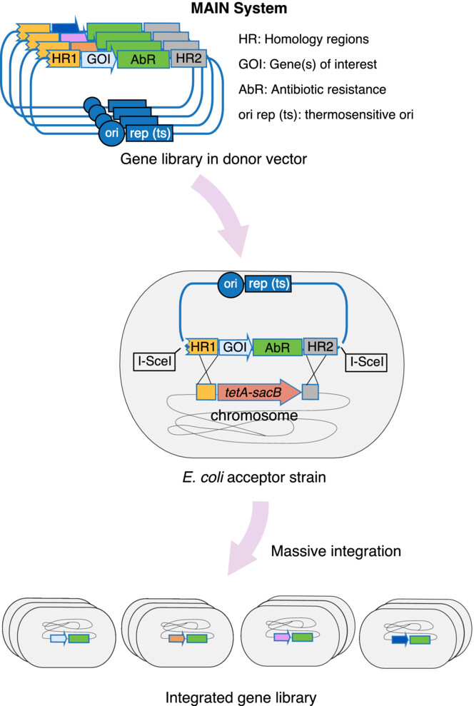 lafdez_synbio's tweet card. Scheme of the MAIN system for massive integration of gene libraries in the chromosome of E. coli.