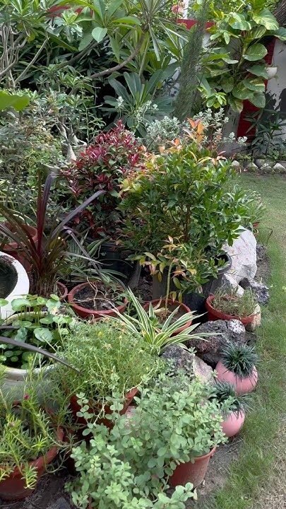 Anitadinesh2's tweet card. Gardening benefits #UrbanGardener#PlantLoveMatters #BalconyGarden