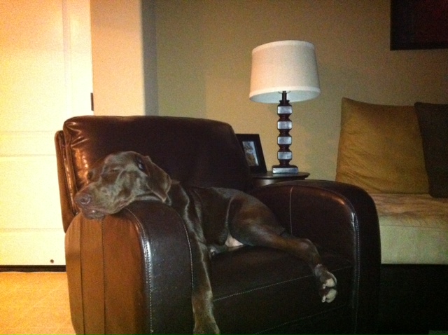 LabradorMama's tweet card. As the weather warms up, Bailey looks for the coolest spot in the house to chill out. I think she has the right idea!