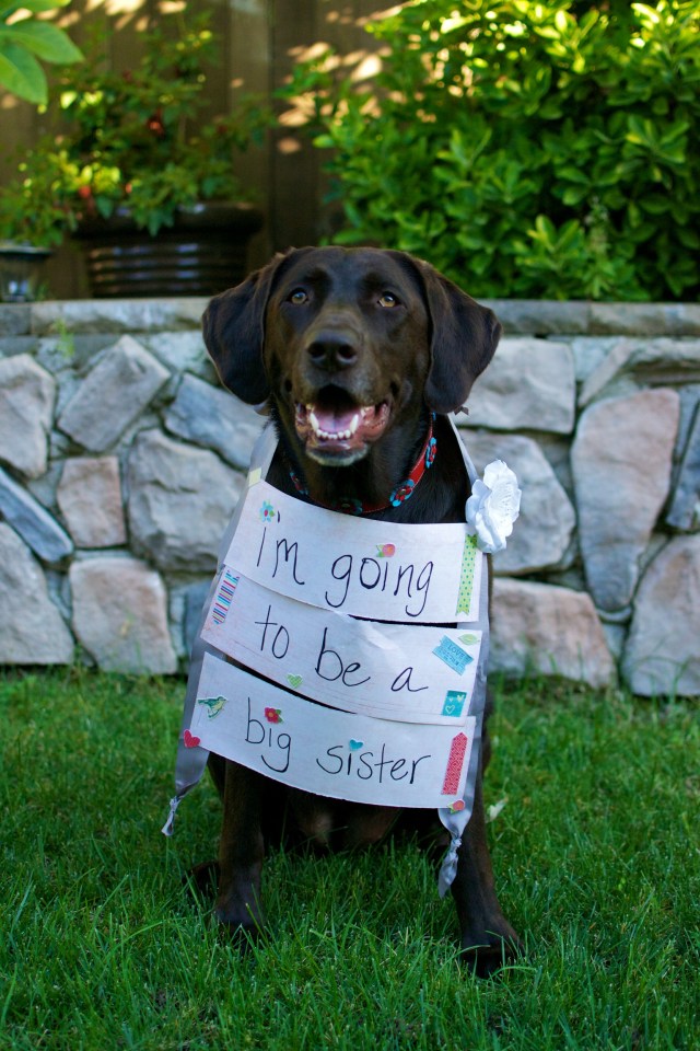 LabradorMama's tweet card. Mom and Dad have some good news!      