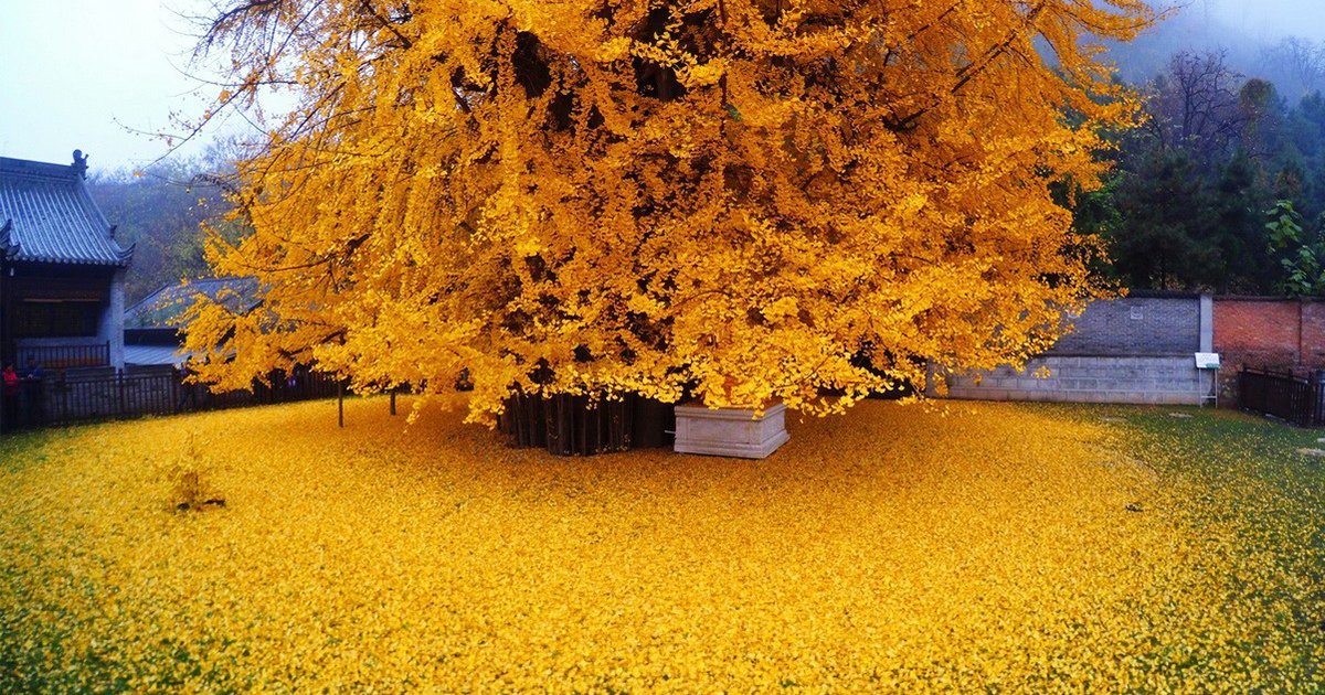 CanadnTreeTours's tweet card. A 1,400-year-old ginkgo tree in China has recently drawn thousands of people from all over the country. Golden leaves have been falling on the ground since mid-November, turning the temple's ground...