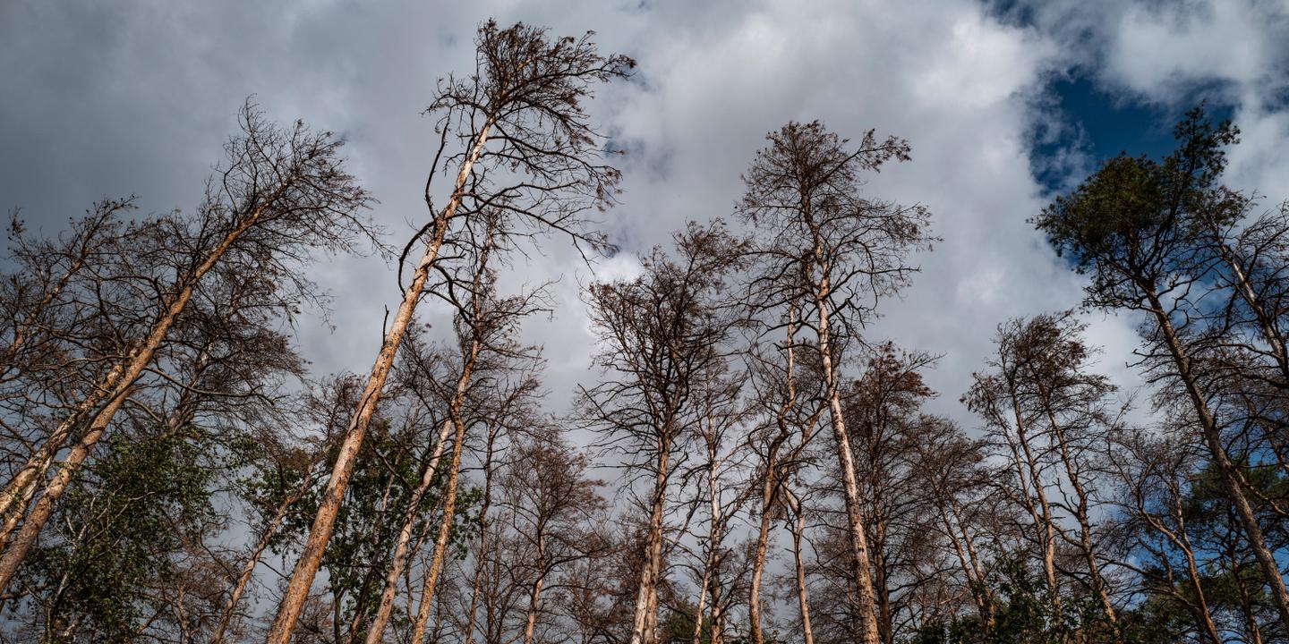 DenisCheissoux's tweet card. Pour la première fois, l’Union pour la conservation de la nature a publié une « liste rouge » des arbres européens.