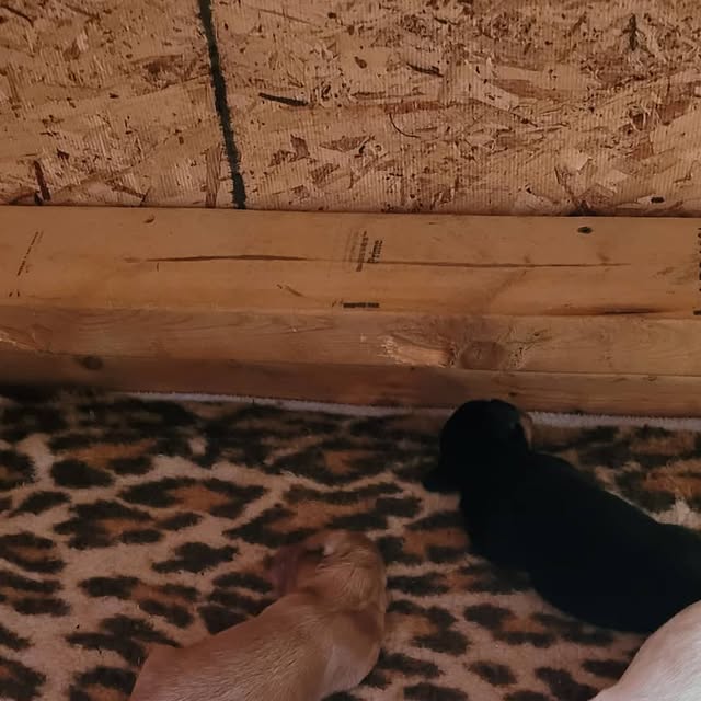 ForgotnGoGo's tweet card. GoGoMystic (@gogomystic) • Instagram photo