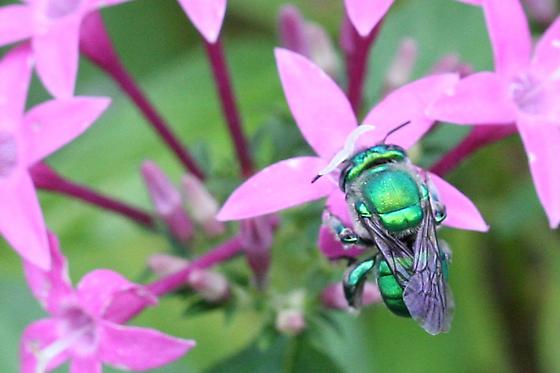 BugGuidenet's tweet card. Orchid Bee on Penta - Euglossa dilemma
