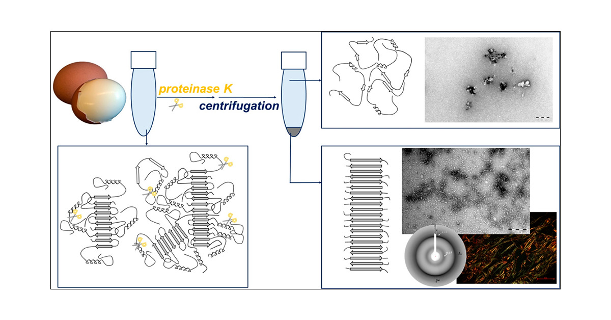 LourosNikos's tweet card. Amyloid fibrils (AFs) are highly ordered protein nanofibers composed of cross β-structure that occur in nature, but that also accumulate in age-related diseases. Amyloid propensity is a generic...