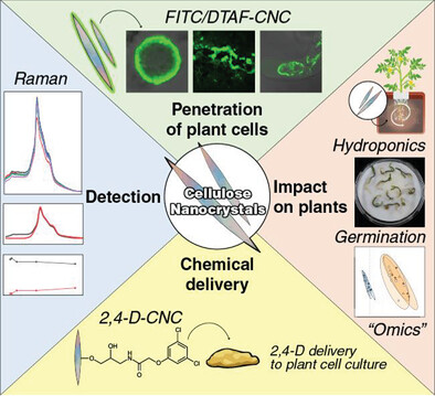 VADavisLab1's tweet card. Cellulose nanocrystals (CNC) can penetrate the plant cell wall and do not impose negative effects on the plant phenotype, genome, or metabolome. CNC can be used to deliver agricultural agents such...