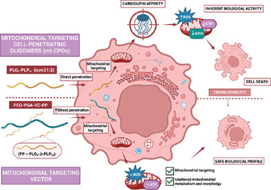 VicentPTLab's tweet card. This study presents the synthesis and characterization of polypeptide-based diblock copolymers with inherent mitochondria-targeting properties. Utilizing a scalable 2-step polymerization method,...