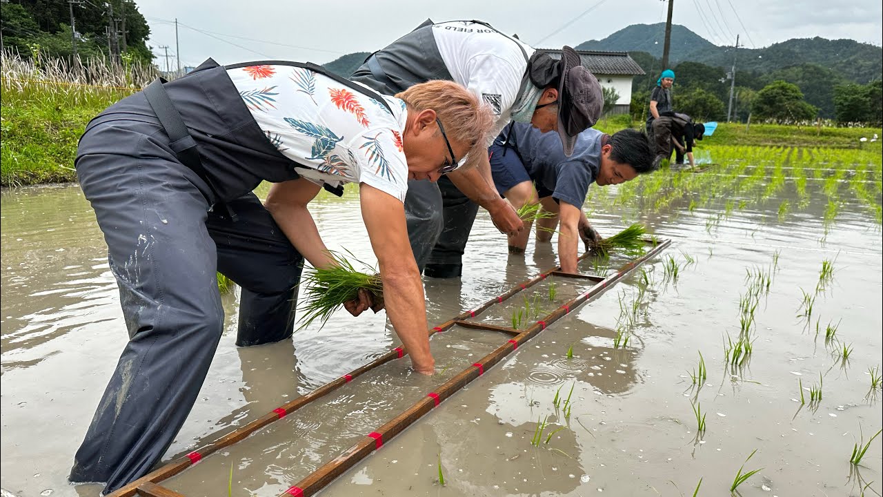 kazumasaokumura's tweet card. 【感動】無農薬のお米を作ってみた