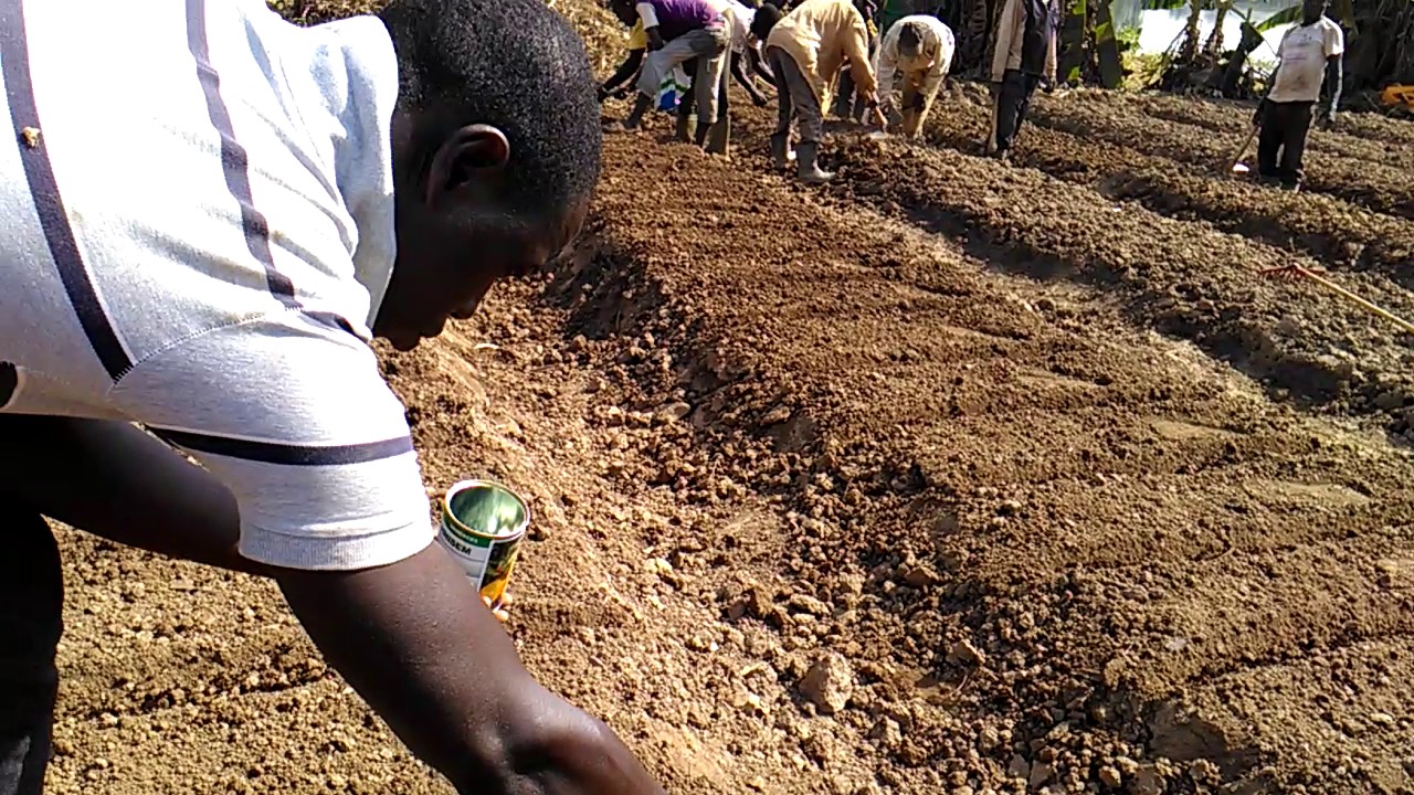 PHYTOPSP's tweet card. Mikomakoui