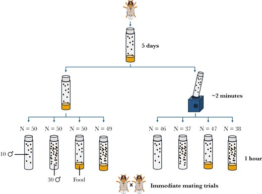 interactivefly's tweet card. Animals adjust their reproductive strategies based on their environment to maximize their fitness. In the fruit fly, males produce more offspring when expo