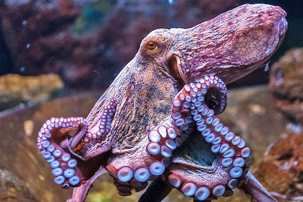 jeff_r_007's tweet card. They're building the world’s first octopus farm. Here's how we can stop them: