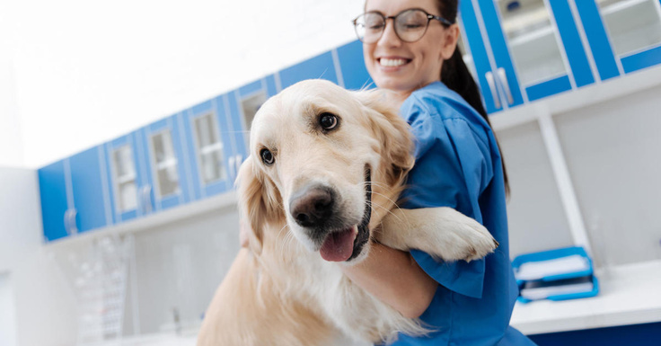 DrexTechCPA's tweet card. Pet insurance can help offset the costs of pricy veterinary care — but it won't cover everything. Here's what to know.
