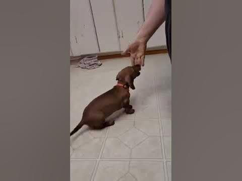 ForgotnGoGo's tweet card. #Mipha no Sharking #shorts