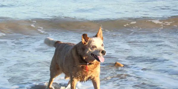 ASPCA_APCC's tweet card. Summer brings its share of pet emergencies from exposure to water—whether chlorinated, salt or fresh—so review these common toxicities explained by ASPCA Poison Control and be ready.