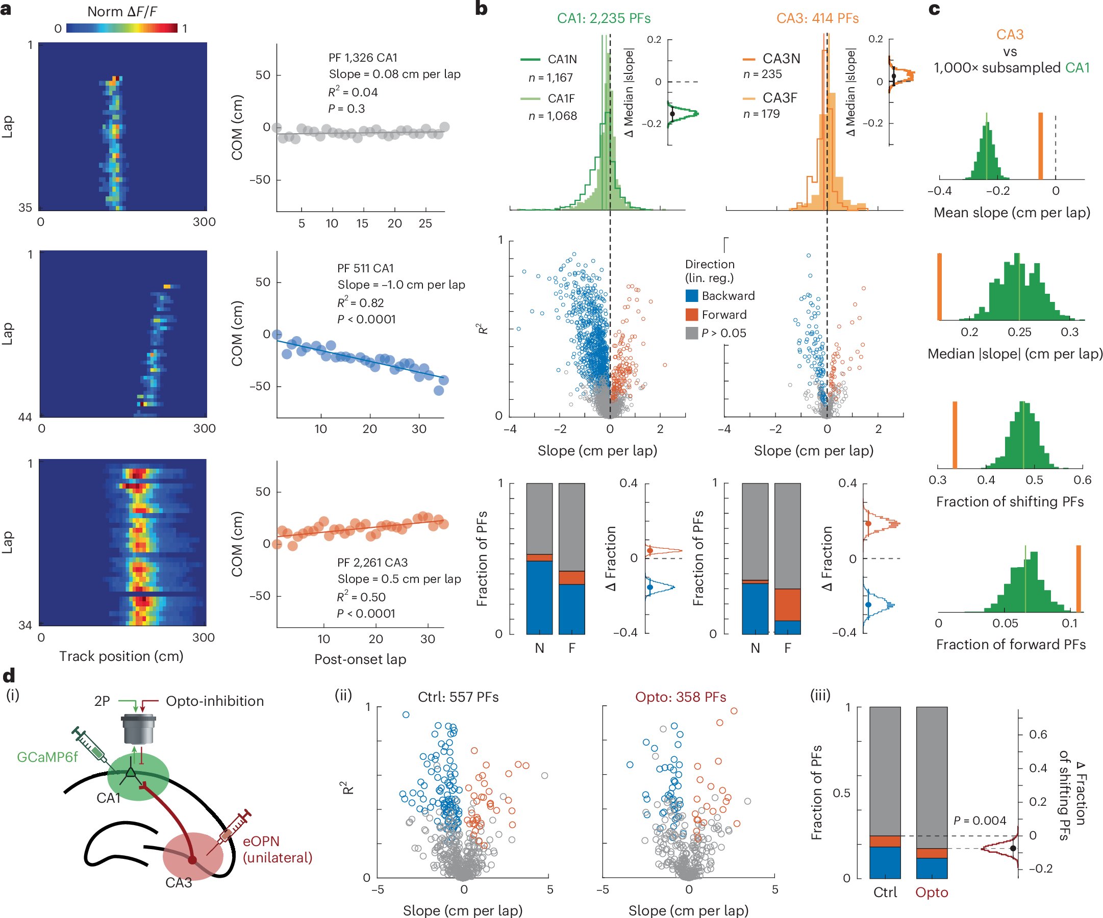 NatureNeuro's tweet card. Nature Neuroscience - Madar et al. report that behavioral timescale synaptic plasticity (BTSP), not spike-timing-dependent plasticity, explains heterogeneous place fields shifting in the...
