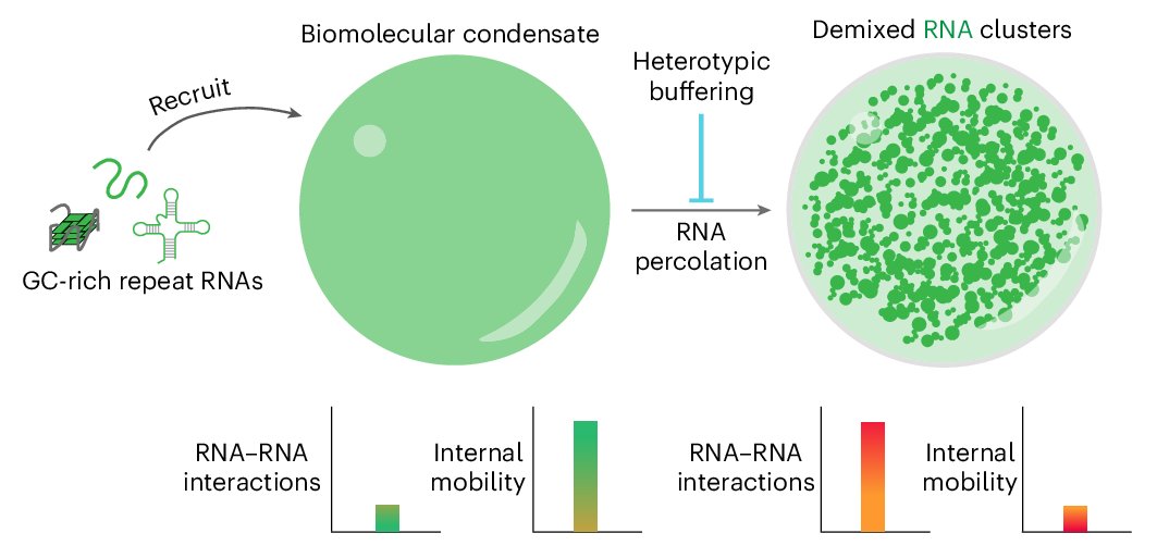 BanerjeeLab_UB's tweet card. Nature Chemistry - Pathological aggregation of repeat-expanded RNA is implicated in neurodegeneration. Now results demonstrate that biomolecular condensates can promote irreversible clustering of...