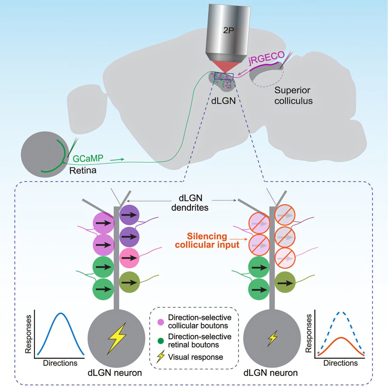 medical_xpress's tweet card. When you see something—a tree in your backyard, say, or the toy your toddler hands you—that visual information travels from your retinas to your brain. And like a train stopping at stations along ...