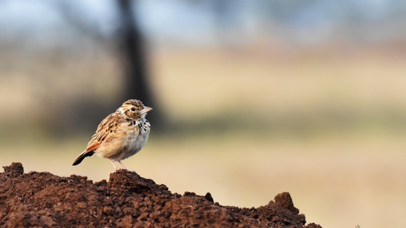 nrsubra's tweet card. #MakingBetterDecisions, #Goals, #focusonwhatmatters, #Wealth, #Careers "All there is to investing is picking good stocks at good times and staying with them as long as they remain good companies." –...