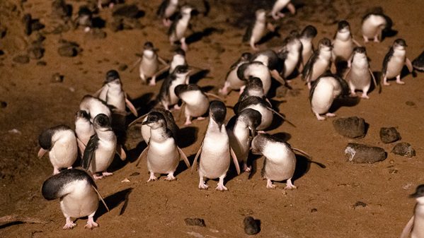 swatimathur1701's tweet card. A Melbourne to Phillip Island day trip with free trams, Moonlit Sanctuary animals, and a very chilly, not-so-magical Penguin Parade finale.