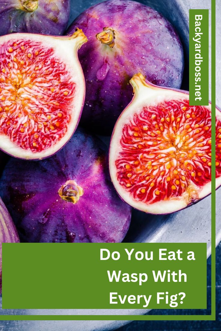 backyardboss's tweet card. Do You Eat a Wasp With Every Fig?