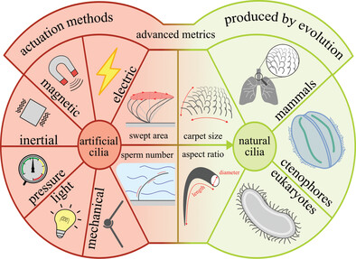 BenjaminGoriss1's tweet card. Artificial cilia offer a solution to the low-Reynolds microfluidic propulsion problem, mimicking flow-inducing principles found in nature. Yet fundamental differences with nature exists. This...