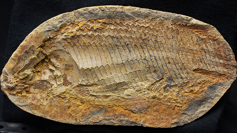 fossiltenchou's tweet card. 化石のネットショップ、「恐竜・化石グッズの専門店　ふぉっしる」で販売している魚化石の一覧です。