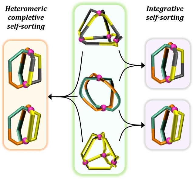 angew_chem's tweet card. Inspired by the structurally complex biological systems, two highly anisotropic Pd(II)-based mixed ligated binuclear cages were self-assembled separately by integrative self-sorting of a binuclear...