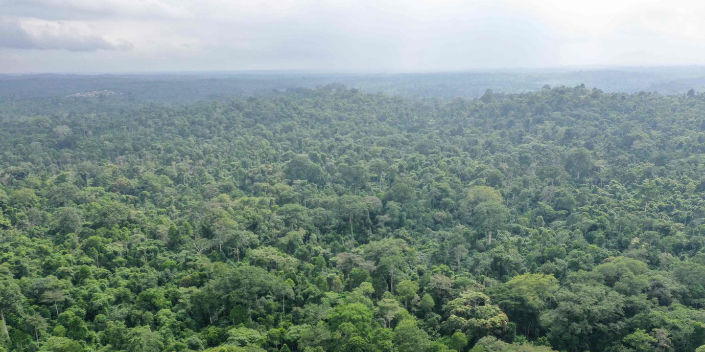 Nicolas_Occis's tweet card. Reforester massivement la Terre serait l’une des solutions les plus efficaces pour atténuer le changement climatique, selon une étude parue dans « Science ».