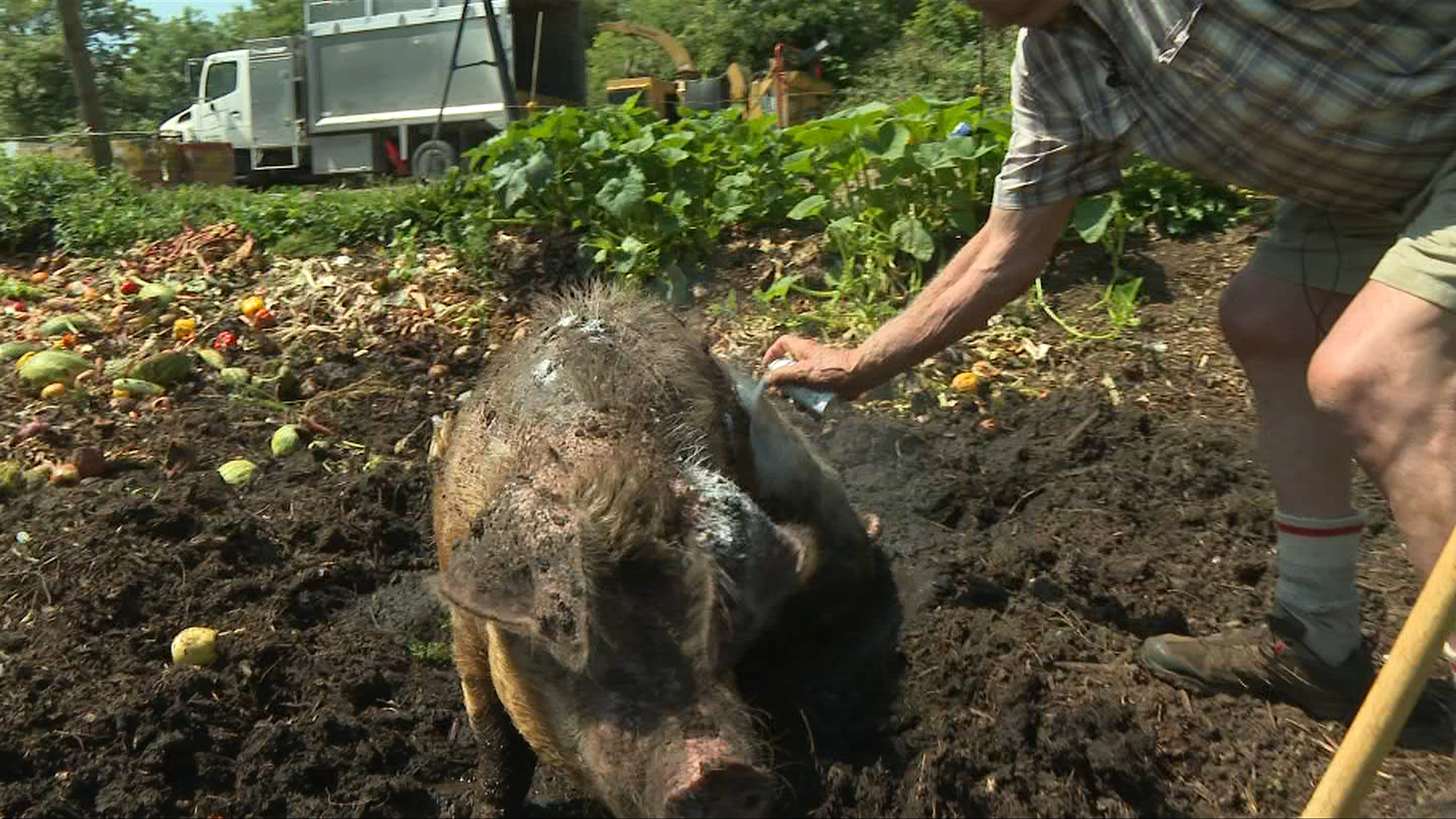 CHEK_News's tweet card. A popular pig in Central Saanich has died, after 18 years of delighting passersby on the Lochside Trail.
