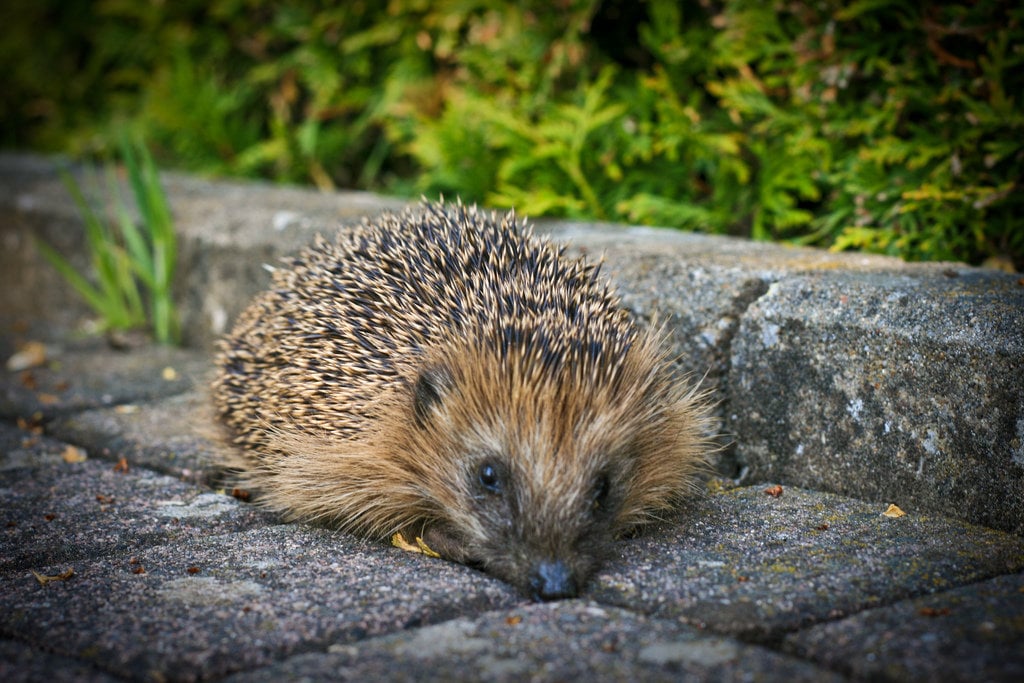 treece547's tweet card. Help save Britain’s hedgehogs with ‘hedgehog highways’!