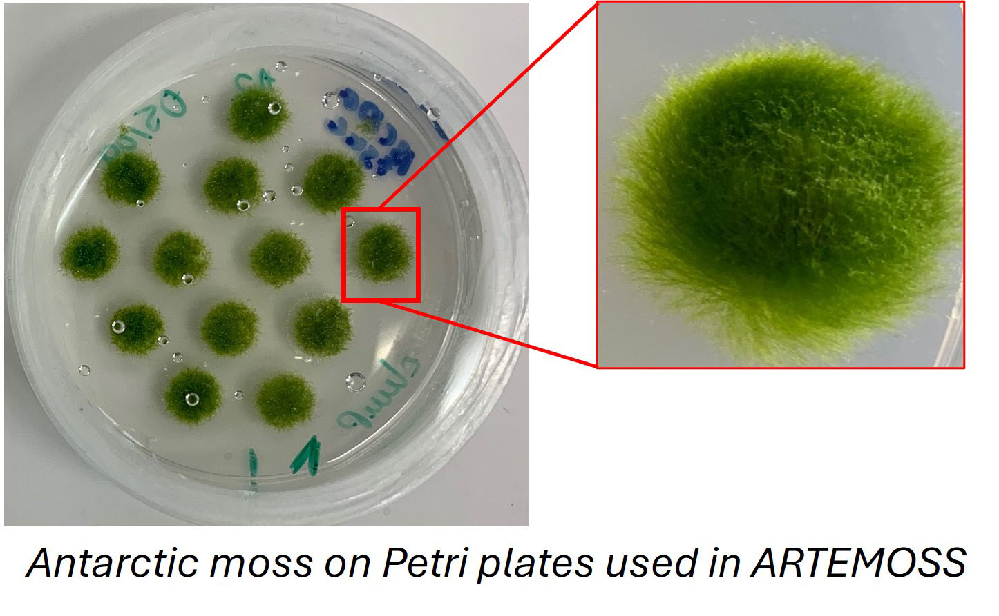 NASASpaceSci's tweet card. ARTEMOSS (Antarctic Isolate 1 (ANT1) Radiation Tolerance Experiment with Moss in Orbit on the Space Station). To research the recovery process of Antarctic moss from radiation damage