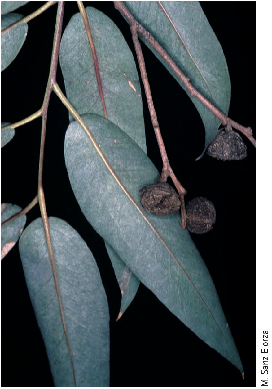 tomasgalego's tweet card. Hoy voy a meterme en un charco que más que un charco parece una laguna. Bueno, parecería una laguna si no fuese por que la especie protagonista de hoy las deja completamente secas. Hoy voy a hablar...