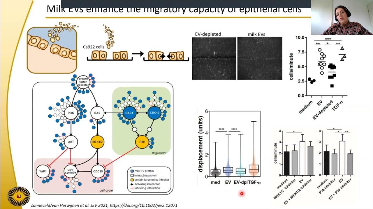WebEVTalk's tweet card. Deciphering the physiological role of extracellular vesicles in...