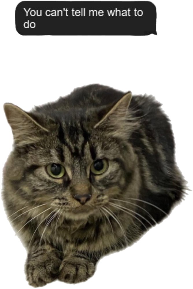 blss_ths_mss's tweet card. See outfits designed by A-lovely-otaku on ShopLook. Discovery and shop outfit ideas for any occasion, body type and budget.