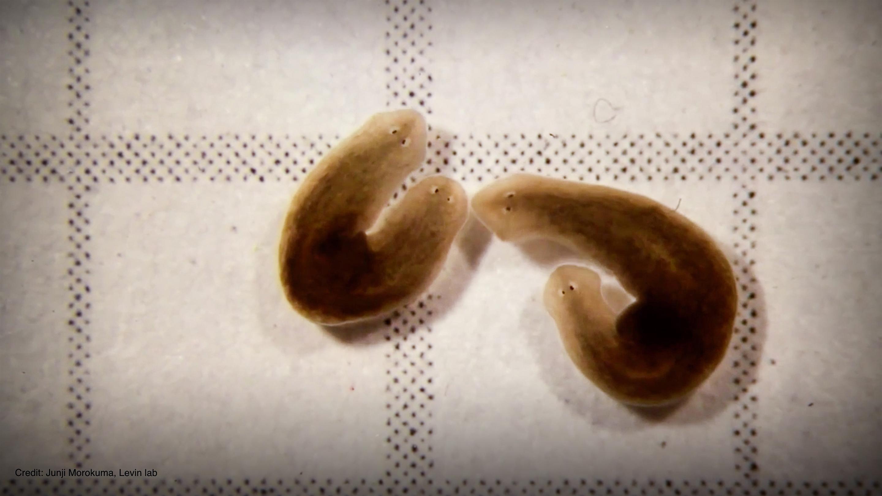 skibastuff's tweet card. DNA isn't the only builder in the biological world -- there's also a mysterious bioelectric layer directing cells to work together to grow organs, systems and bodies, says biologist Michael Levin....