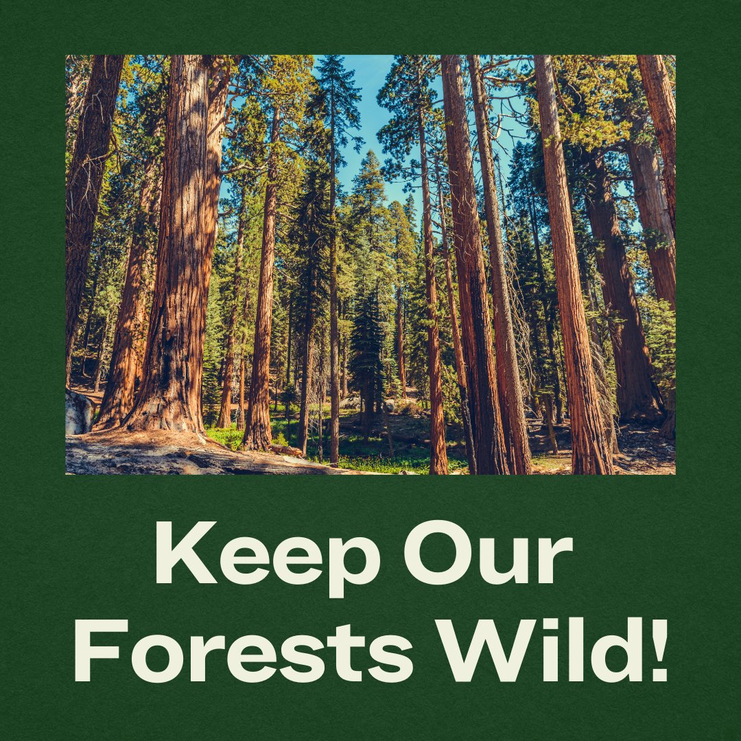 jdevorah's tweet card. Take action to protect national forests