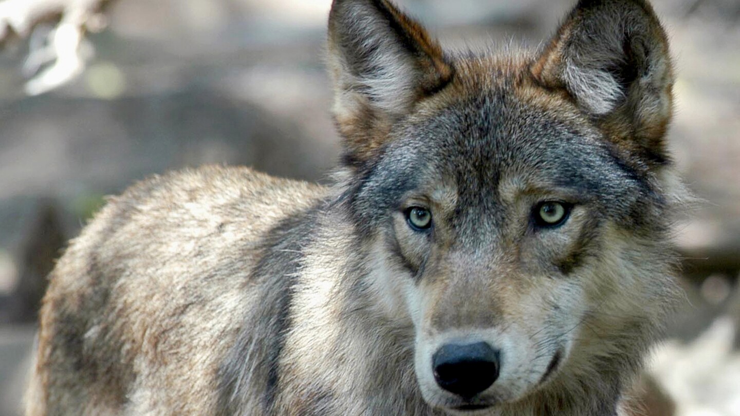 AP's tweet card. The U.S. House voted to end federal protection for gray wolves in 48 states, though the bill's ultimate prospects are uncertain.
