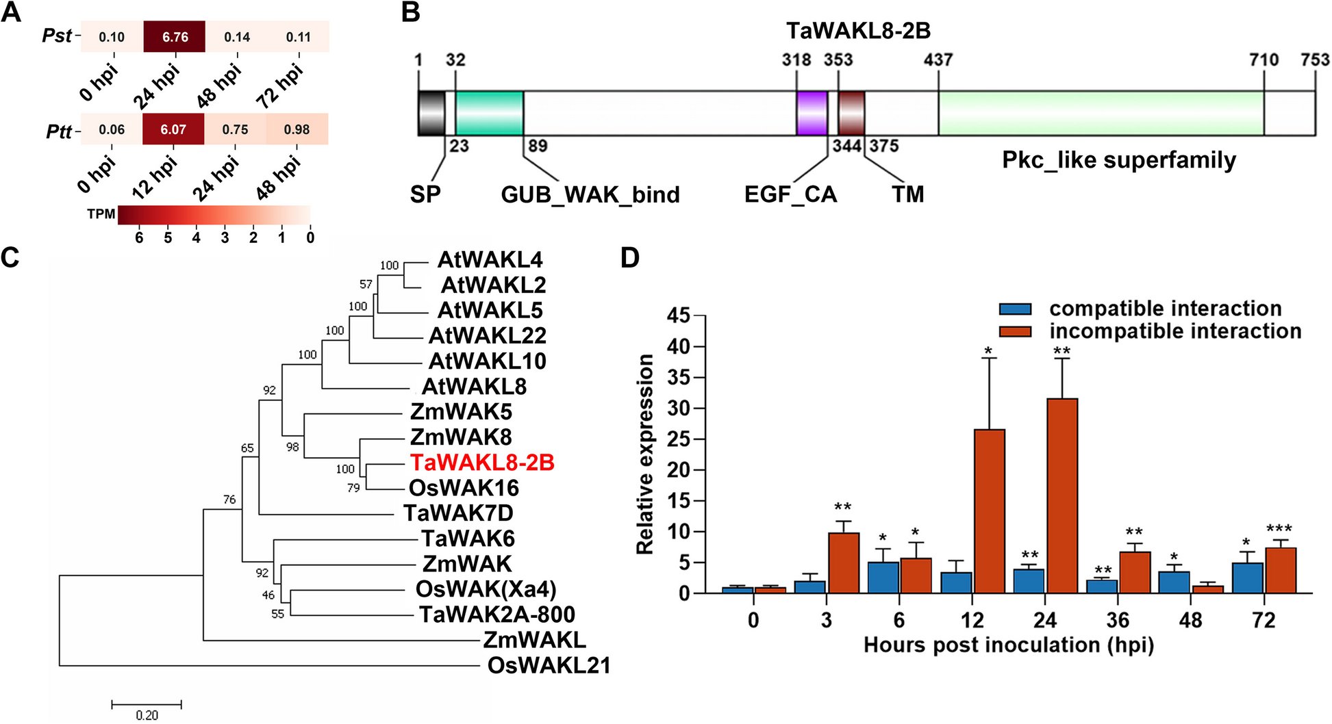 stressbiology's tweet card. Stress Biology - Wall-associated receptor kinases (WAKs) and WAK-likes (WAKLs) play pivotal roles in regulating plant immunity, through multiple downstream signaling components. However, knowledge...
