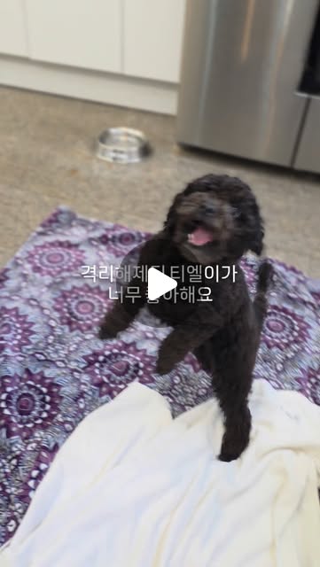 Dw10Justice's tweet card. 사단법인 티비티레스큐 (@tbt_rescue) • Instagram reel