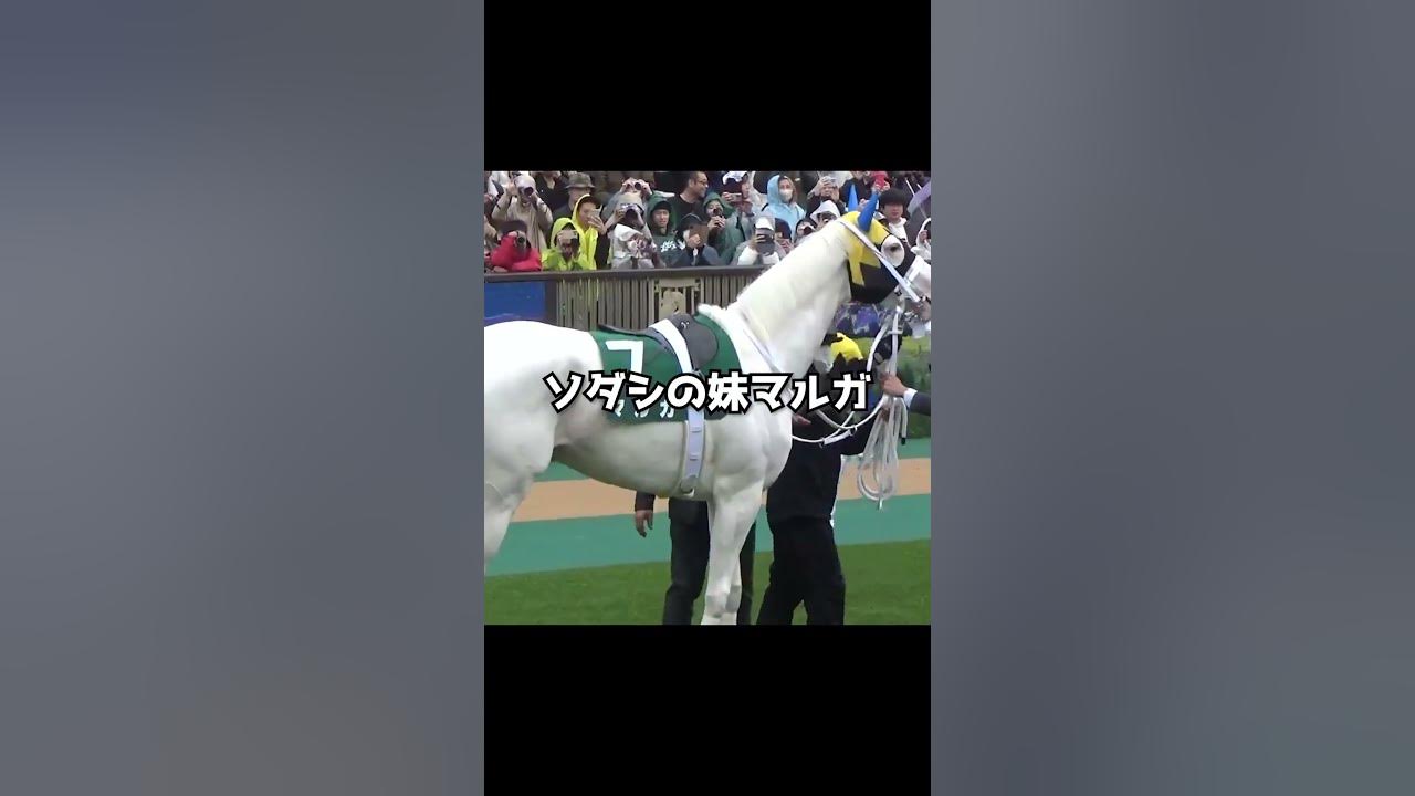 umatsuk_hkd3's tweet card. 【ソダシの弟カルパと妹マルガ特集】うまっKさんコラボ！パドック＆レース後🐴✨