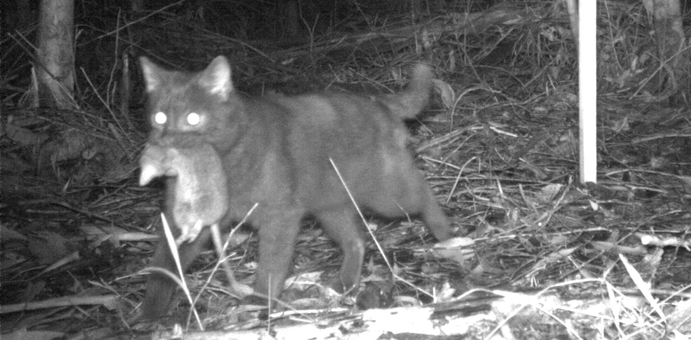 ConversationEDU's tweet card. We analysed photos of predators and prey from 3,667 camera traps in southwest Victoria. We found feral cats were more abundant and behaved differently in areas where foxes were baited.