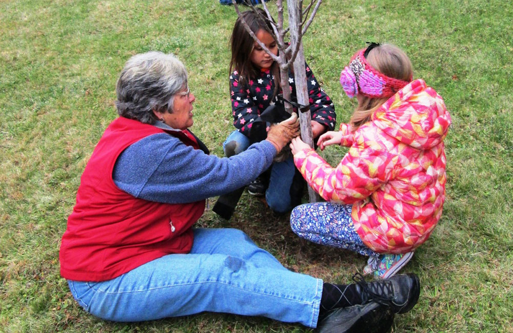 ExtensionPubs's tweet card. The trees and shrubs in our Maine landscape are plants that we expect to live for many years, often to outlive us. Recent research has debunked many myths related to the proper management of these...