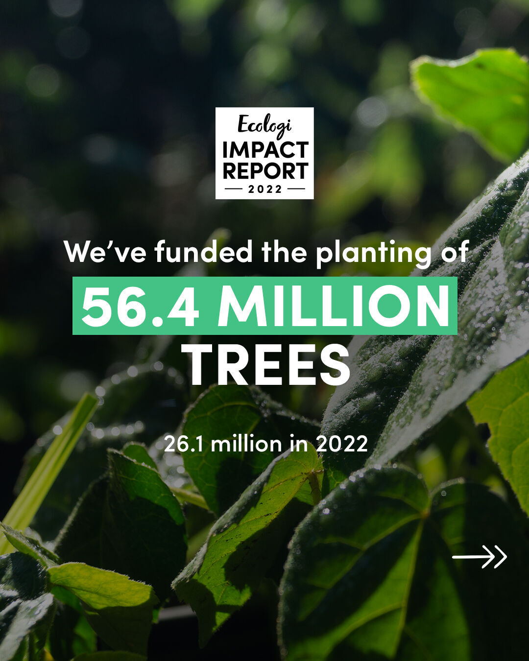 goChilliPD's tweet card. The power of collective action and proud to play our small part in a big mission!! Congratulations to all the Ecologi team who make this happen 👏 #team #climateaction #smallchangebigimpact