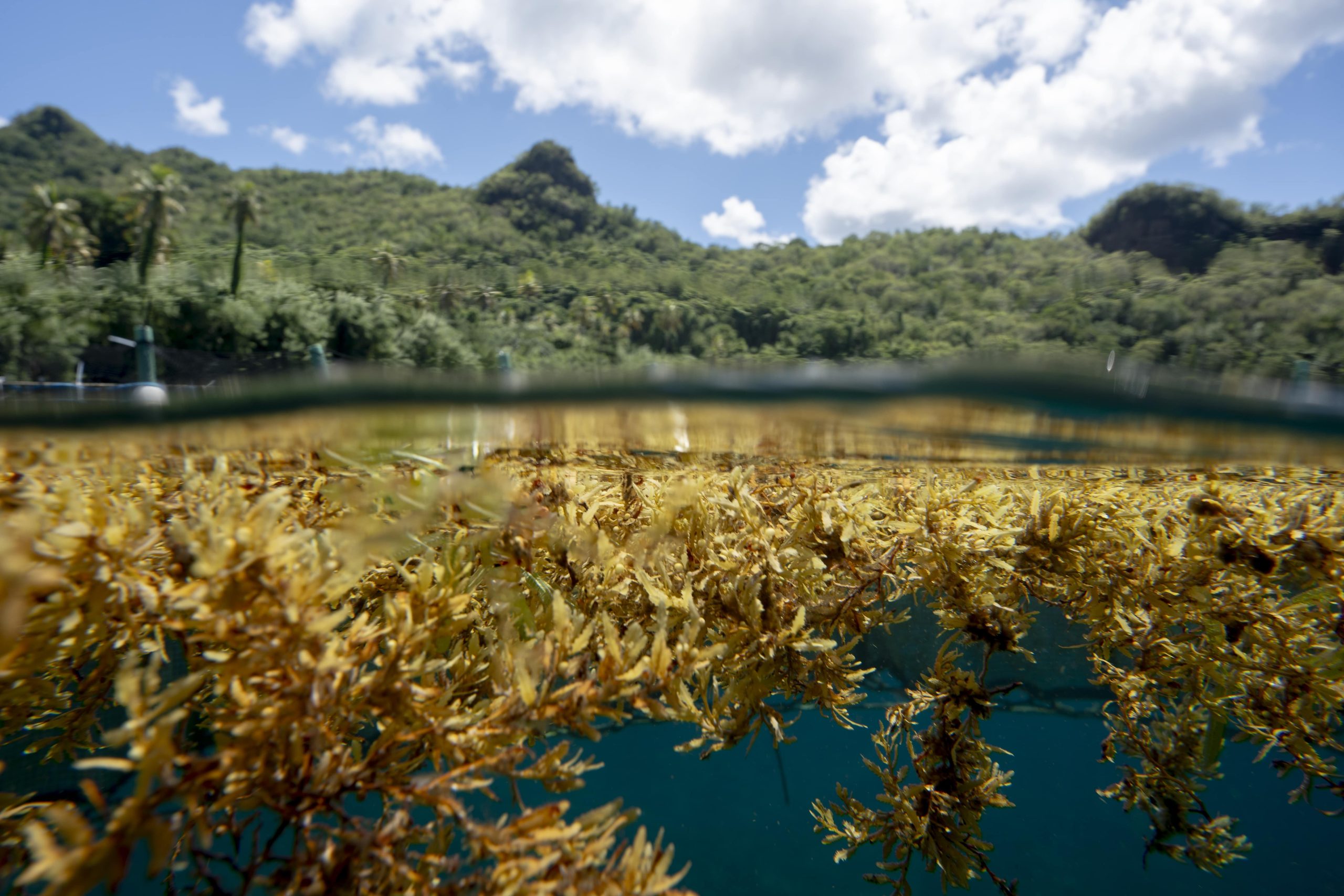SeafieldsSL's tweet card. Seafields will recycle and repurpose collected Sargassum as part of the wider PRGD Sargassum Beach Clean Up Project Seafields Solutions Ltd, a UK-based leader in ocean farming and seaweed innovation,...