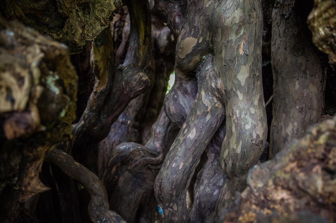 DrRubidium's tweet card. Historically associated with resurrection, yew is poisonous enough to kill