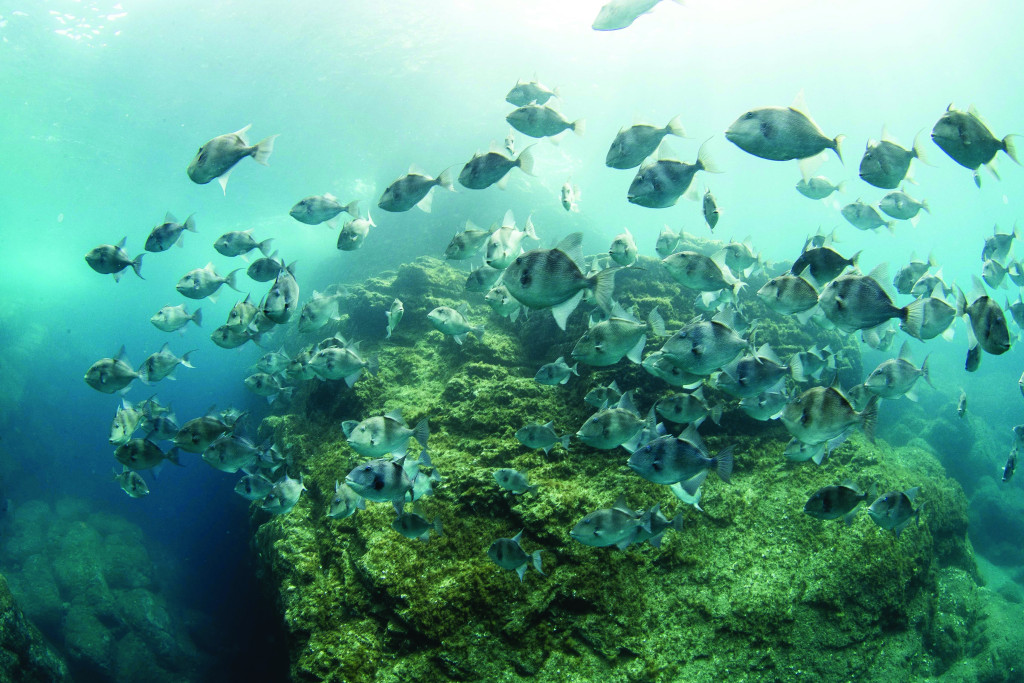 UWMadison's tweet card. Using artificial intelligence methods applied to satellite data, UW researchers found that the world’s most strongly protected marine protected areas had little-to-no industrial fishing activity.