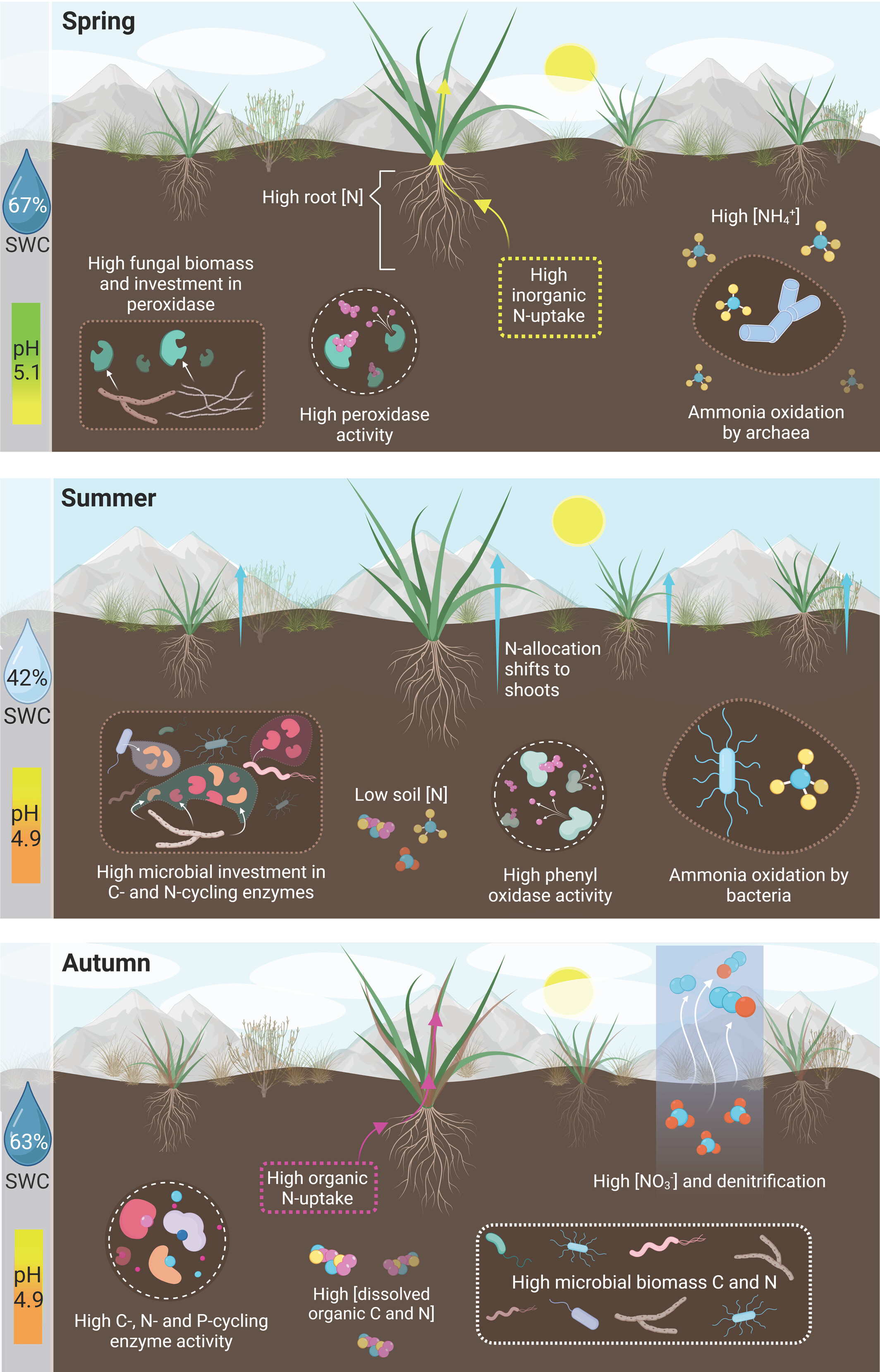 IsotopeEcology's tweet card. Seasonal transfers of nutrients between plants and soil microbes are crucial for nutrient retention in alpine ecosystems. Here, we show that two important climate change factors in alpine ecosystem...
