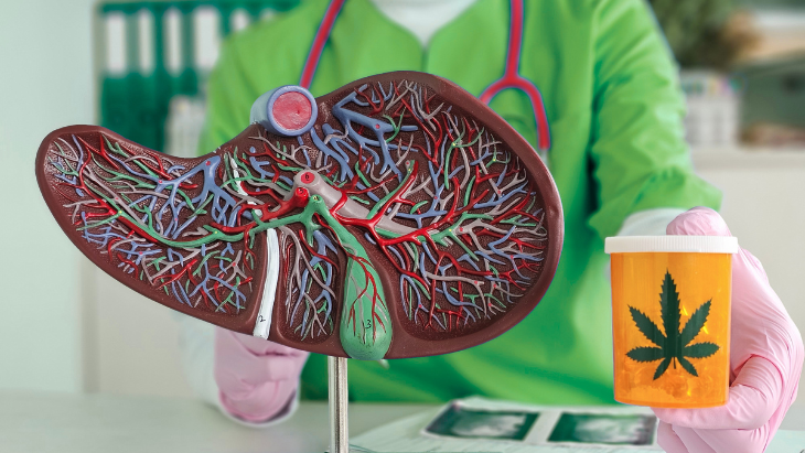 NORML's tweet card. 40% hazard reduction in alcohol-associated liver diseases