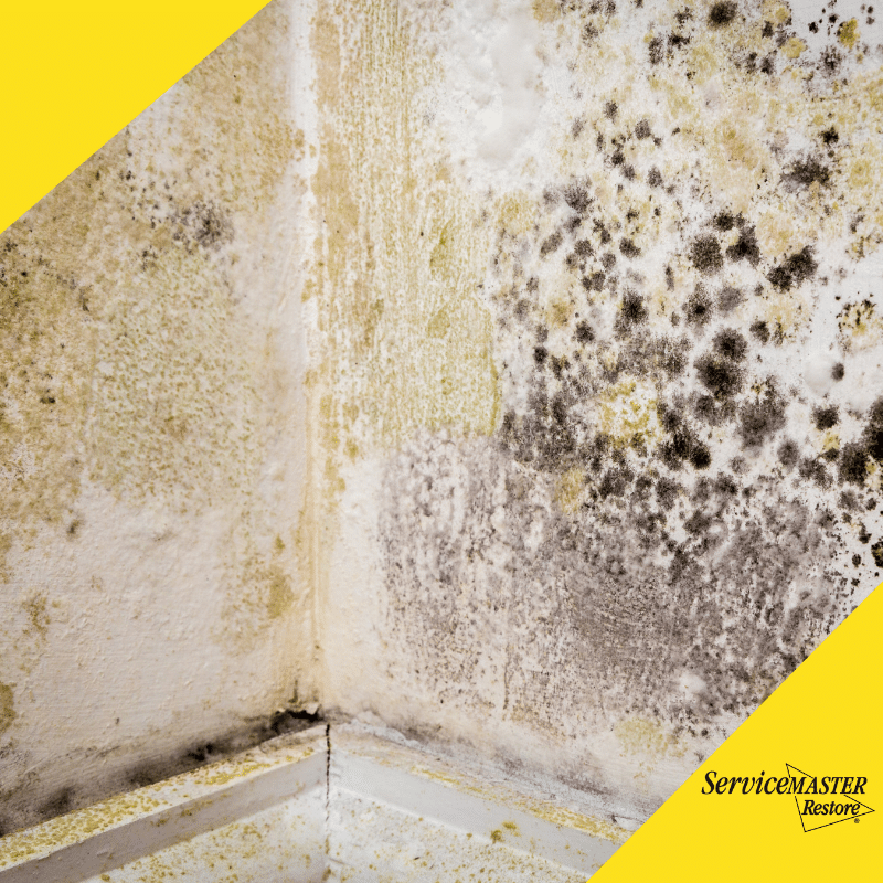 SMRestoreUK's tweet card. The experts from ServiceMaster Restore Devon explain Awaab's Law means for landlords, what they can do to prevent mould problems, and how we can help ensure compliance while protecting tenants.